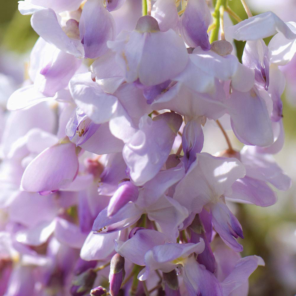 Thompson and Morgan Wisteria Sinensis Plant Pot 9cm 2 Pack Image 3