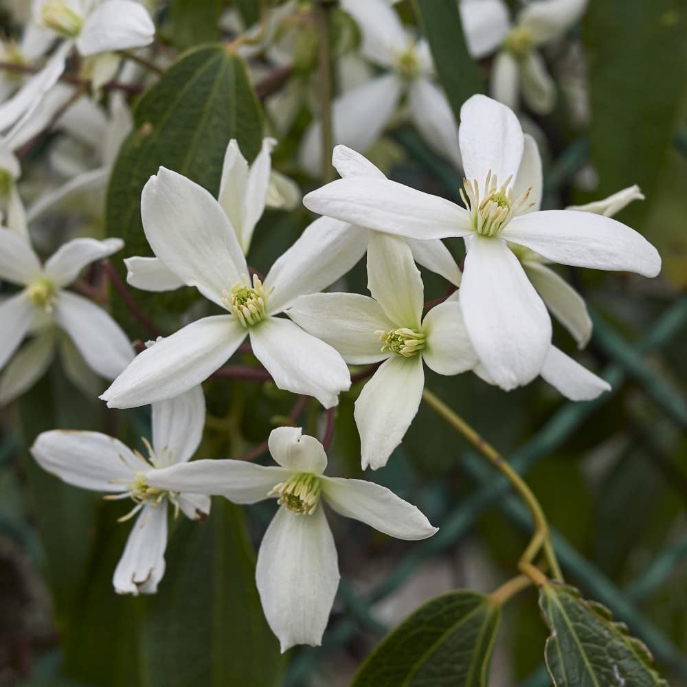 Thompson and Morgan Clematis Armandii Plant Pot 2L 2 Pack Image 1