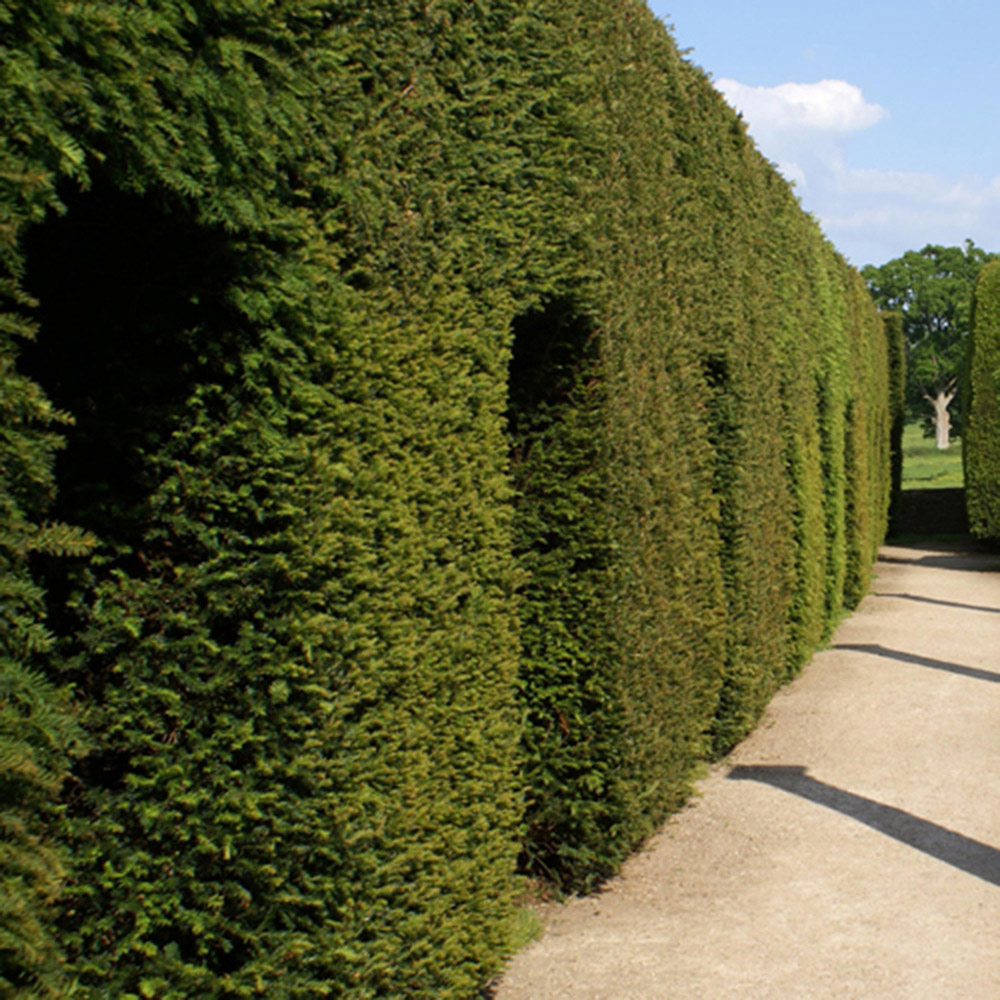 YouGarden Yew Hedging Taxus Baccata Plant in Pot 35cm 24 Pack Image 2