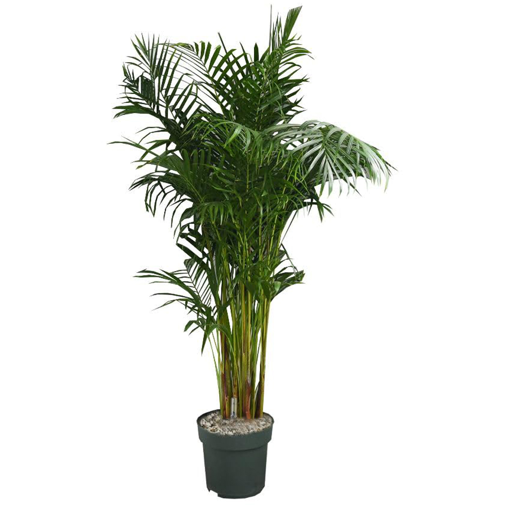 Thompson and Morgan Dypsis Lutescens in Hydro Plant Pot 27cm 2 Pack Image 2