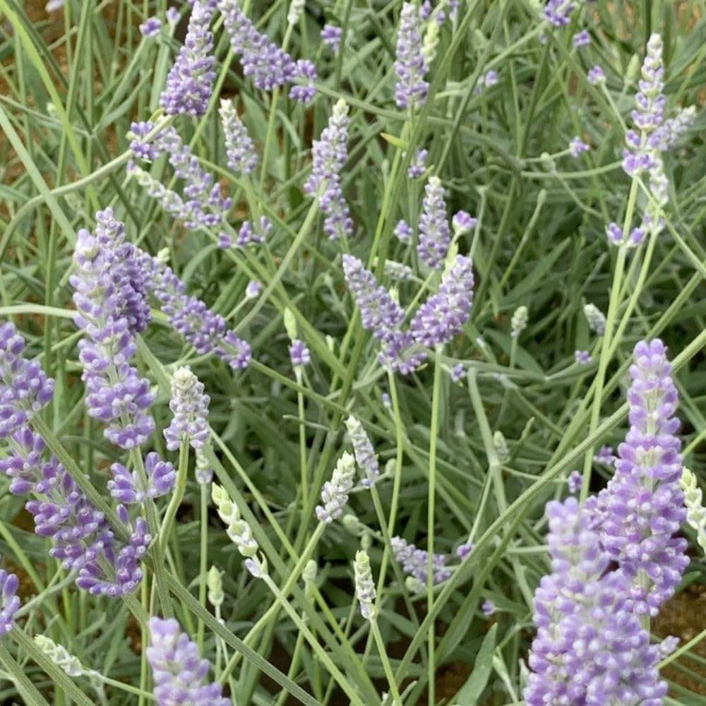 Thompson & Morgan Lavandula Intermedia Anniversary Bouquet Plant Pot 3L Image 1