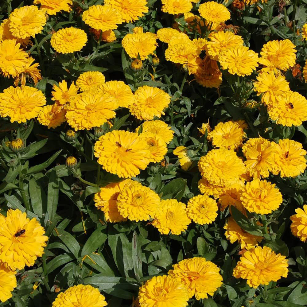 Thompson & Morgan Calendula Nana Candyman Yellow 100 Seeds Packet Image 2