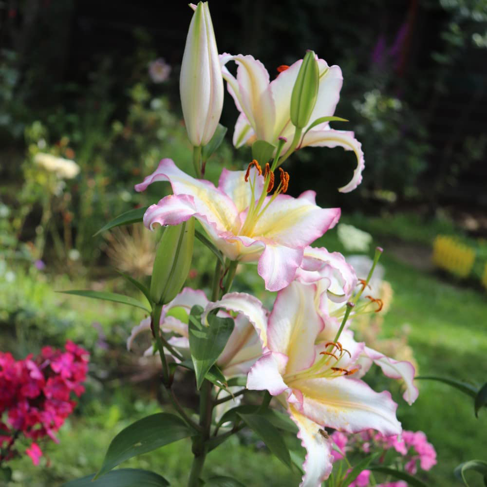 Thompson and Morgan Lily Primrose Hill Planting Bulb 10 Pack Image 3