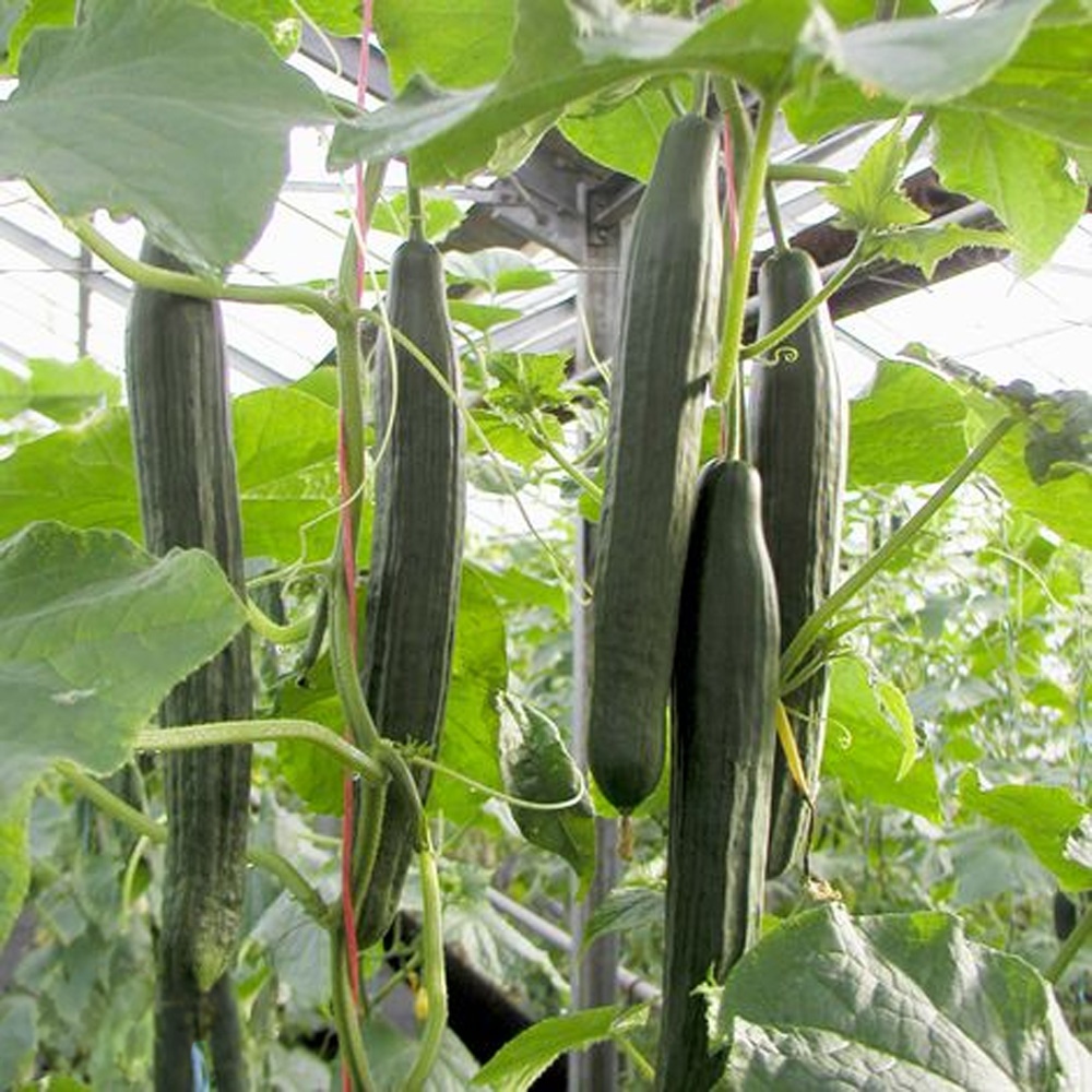 Thompson and Morgan Cucumber Vista F1 Seeds Image 1