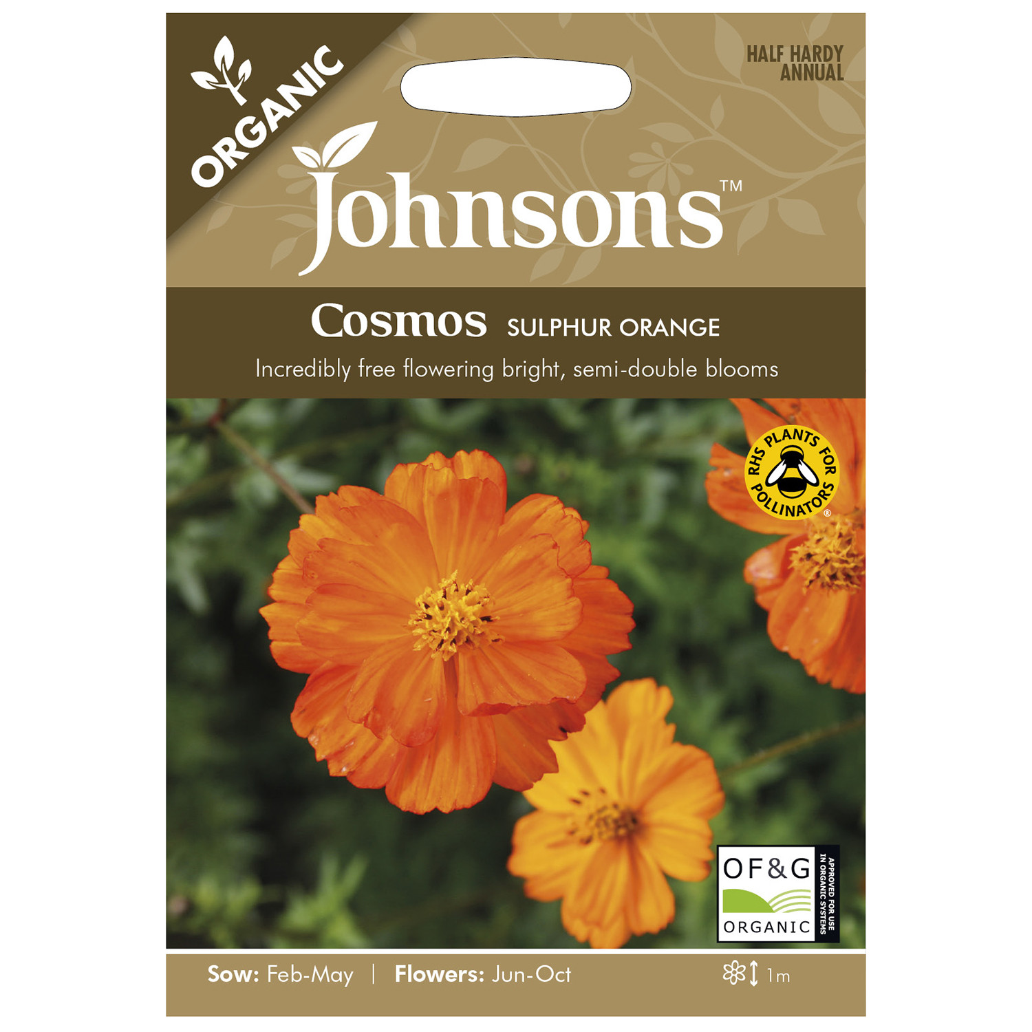 Cosmos Sulphur Orange Image 1