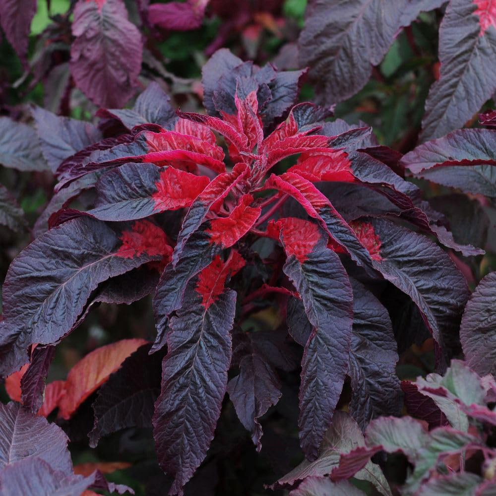 Thompson and Morgan Amaranthus Molten Fire 99P Finished Seed Packet Image 2