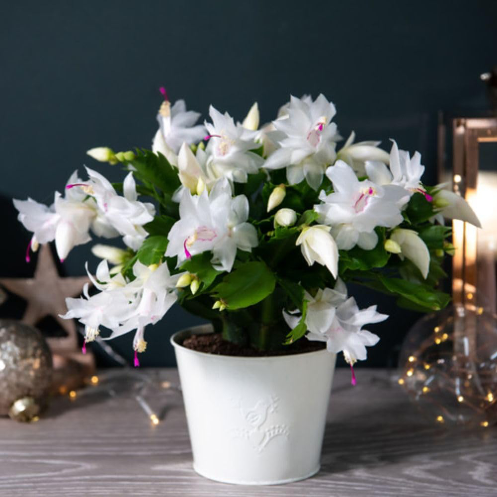 Thompson and Morgan Christmas Gift Cactus White Salvado Plant Pot 12cm Image 1