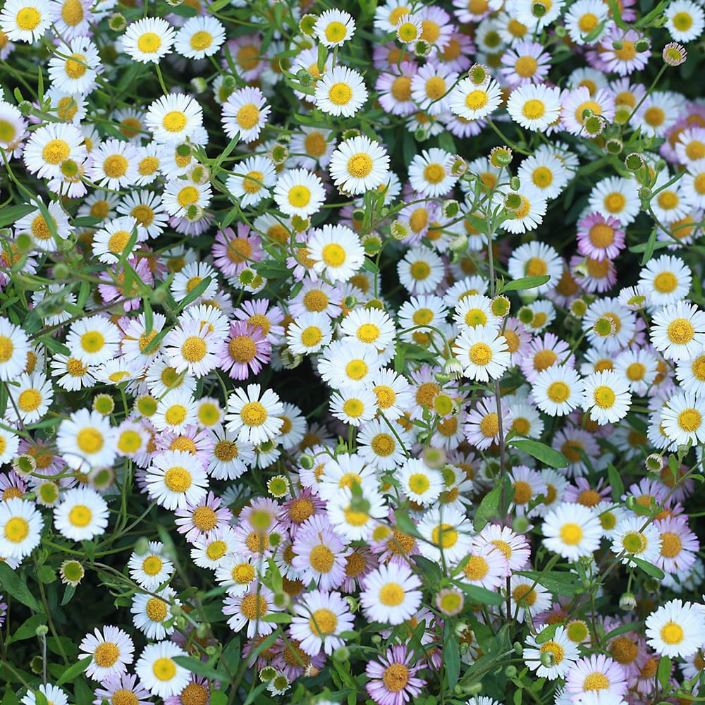 YouGarden Erigeron Karvinskianus Mexican Fleabane Plant Pot 3 Pack Image 1