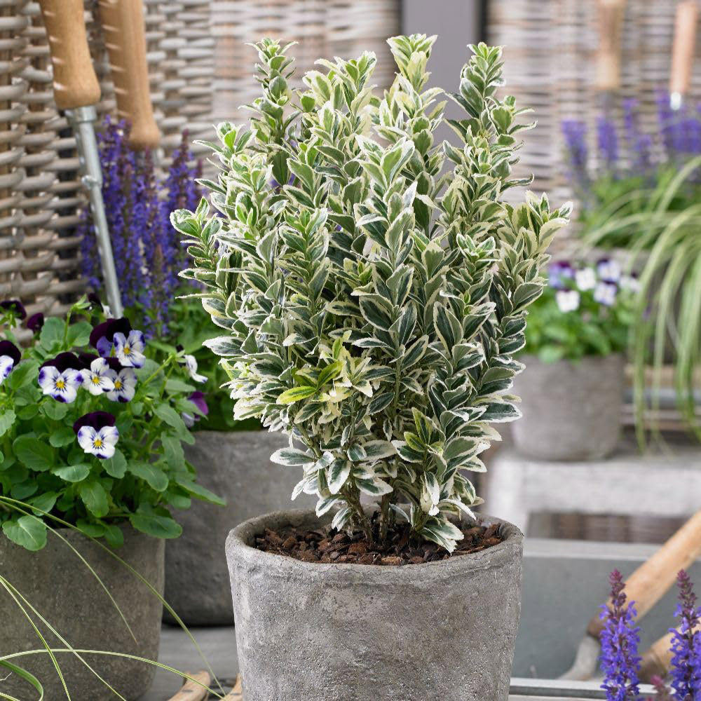 Thompson and Morgan White Spire Euonymus Japonicus Plant in Pot 3L Image 2