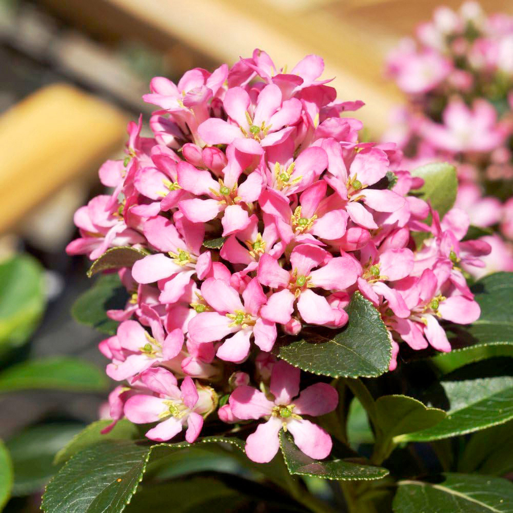 Thompson and Morgan Escallonia Laevis Pink Elle Plant Pot 9cm 2 Pack Image 1