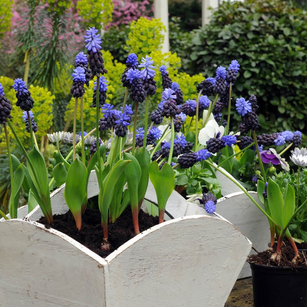 YouGarden Muscari Latifolium Planting Bulb 100 Pack Image 2
