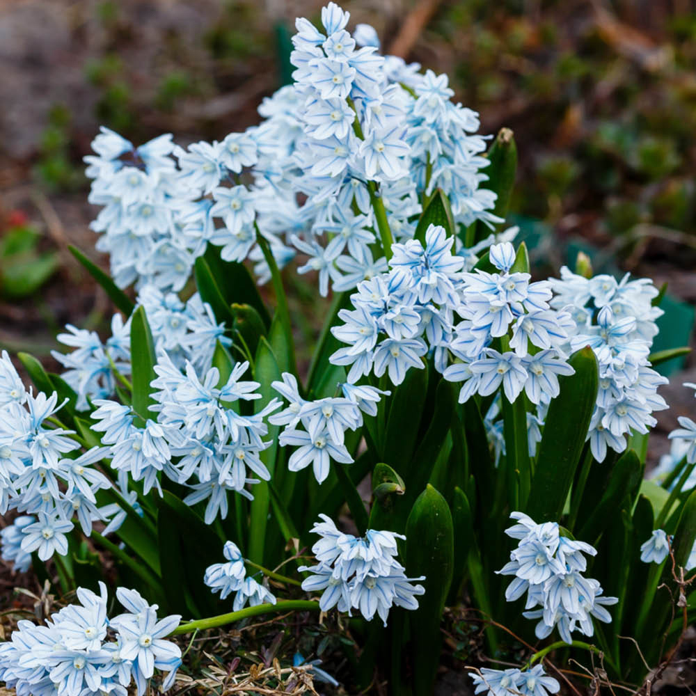 YouGarden Russian Snowdrop Puschkinia Libanotica Planting Bulb 60 Pack Image 3