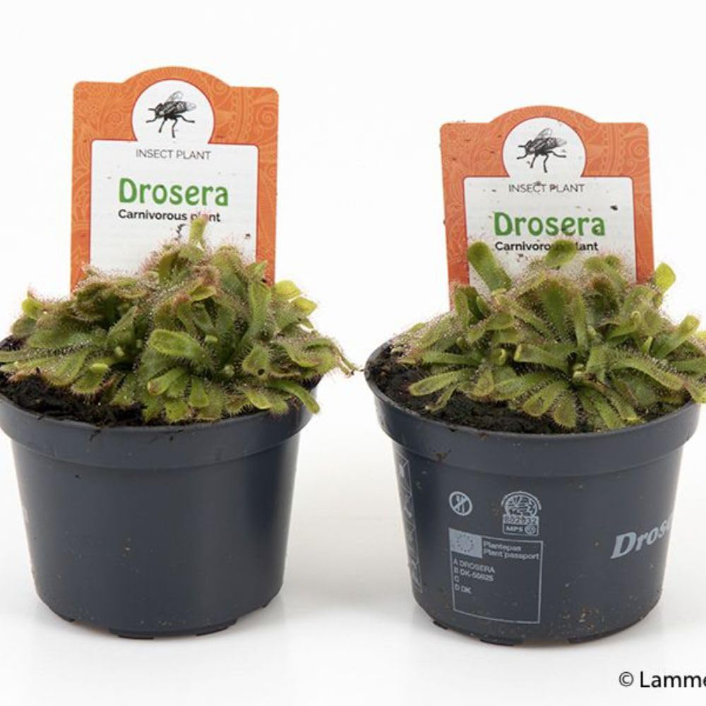 Thompson and Morgan Drosera Aliciae Plant Pot 9cm 2 Pack Image 4
