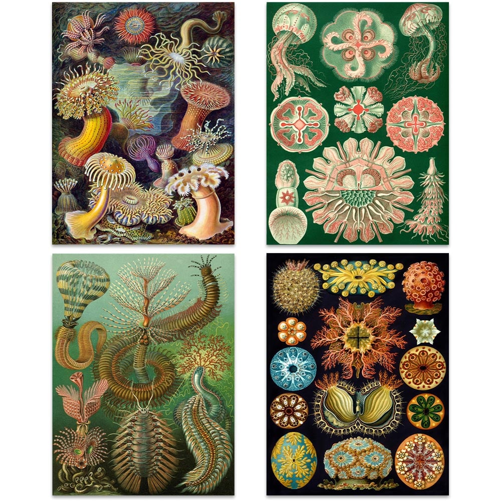 Artery8 Vintage Ernst Haeckel Sea Life Wall Art Print 30 x 41cm 8 Pack Image 3
