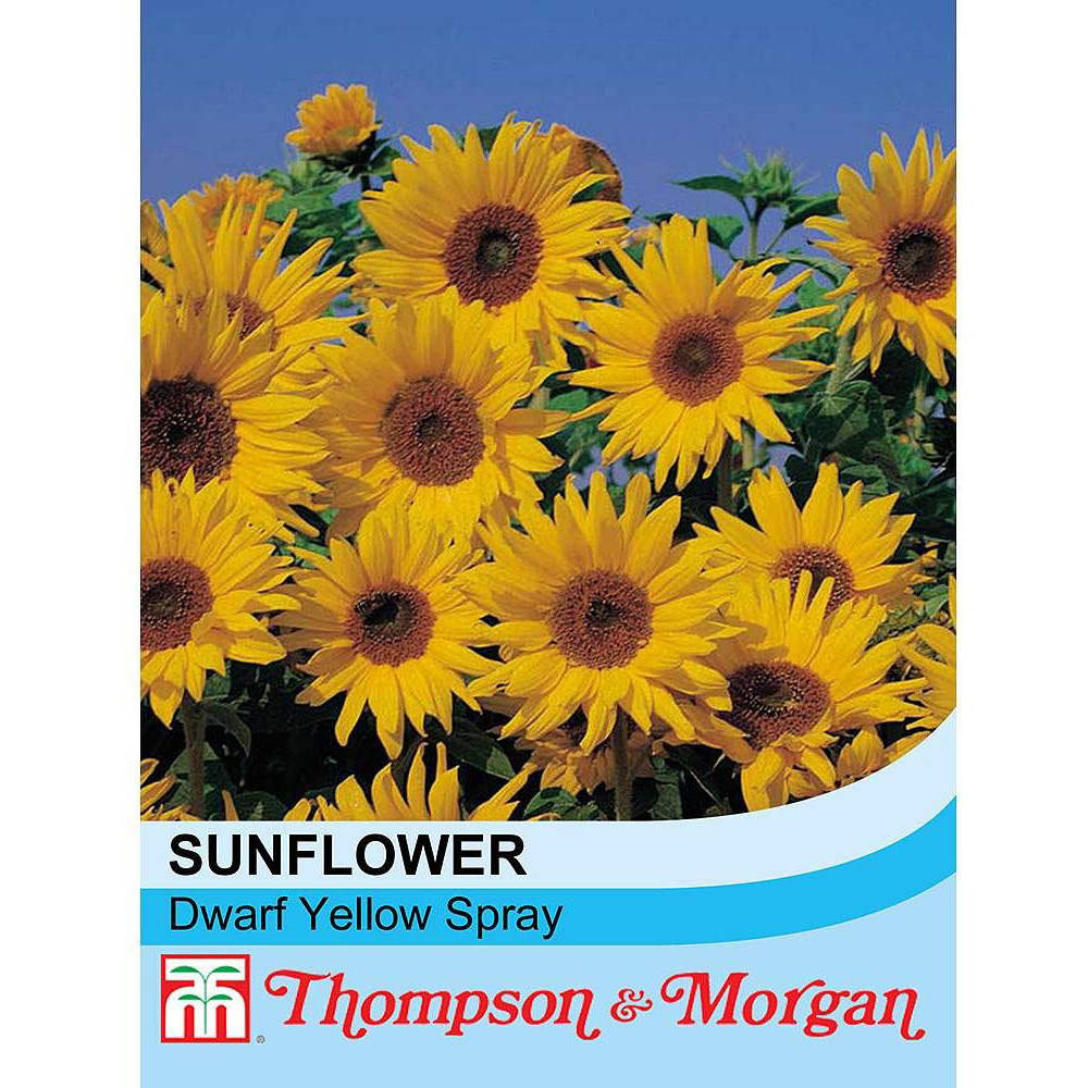 Thompson and Morgan Sunflower Dwarf Yellow Spray Seeds Image 2