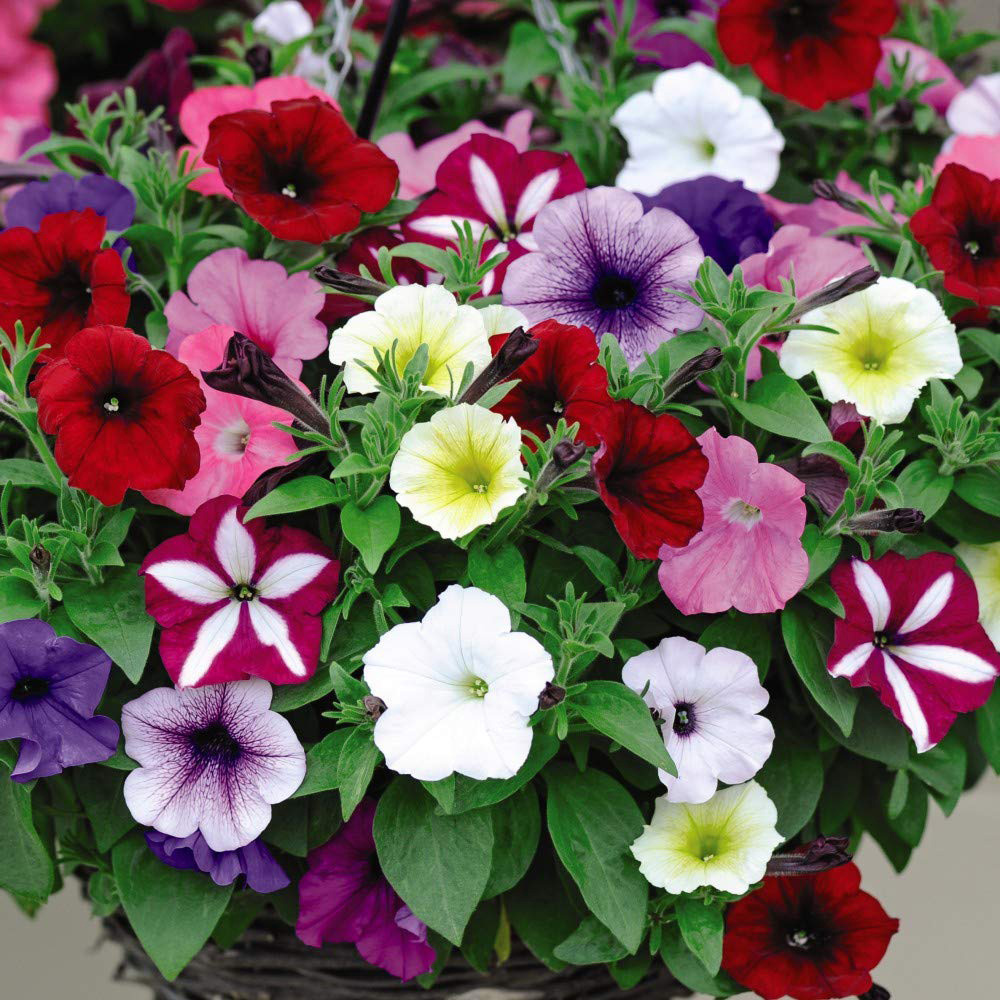 Thompson and Morgan Petunia Easy Wave Ultimate Mixed Garden Ready Plant 30 Pack Image 1