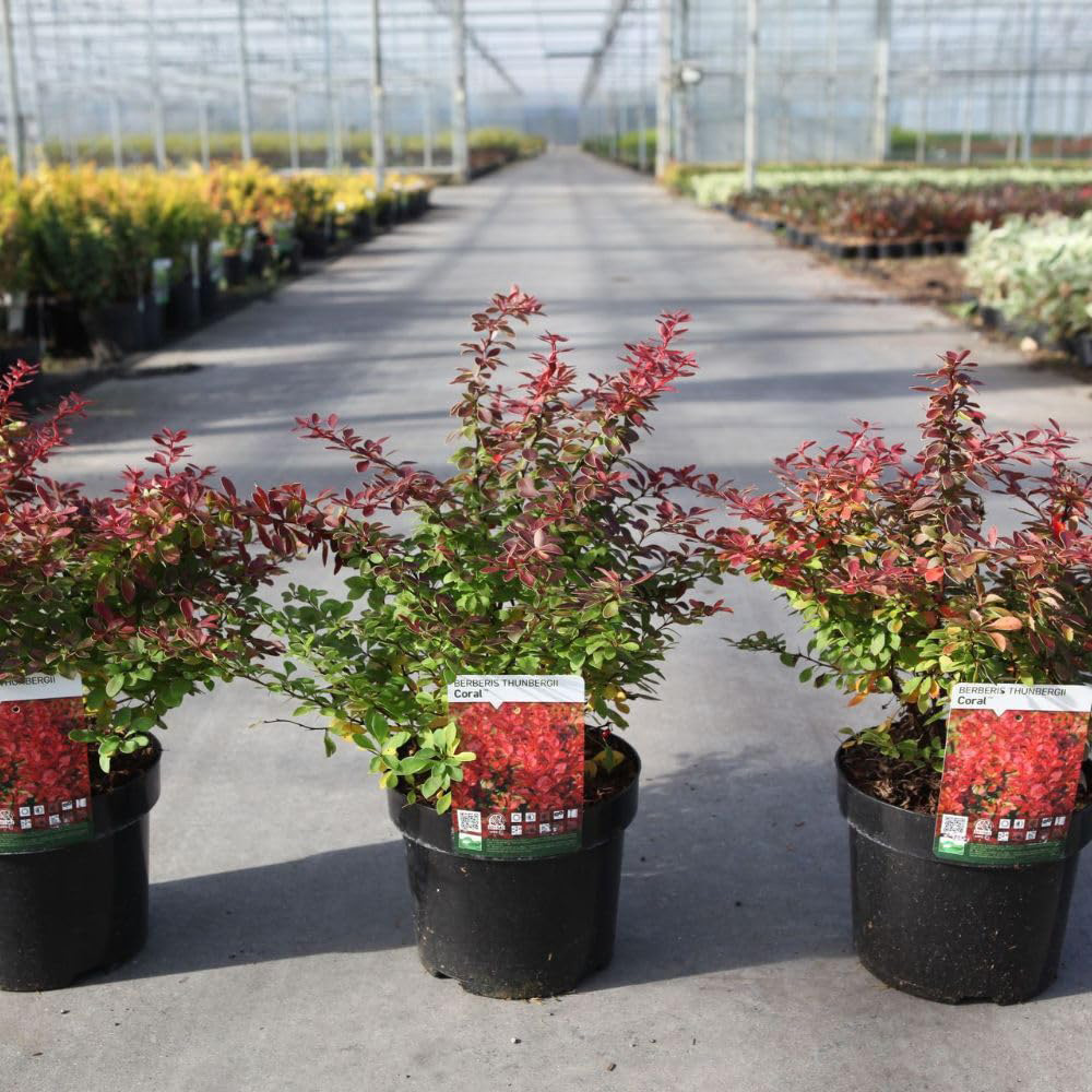 Thompson & Morgan Berberis Thunbergii Coral Pot 10L Image 2