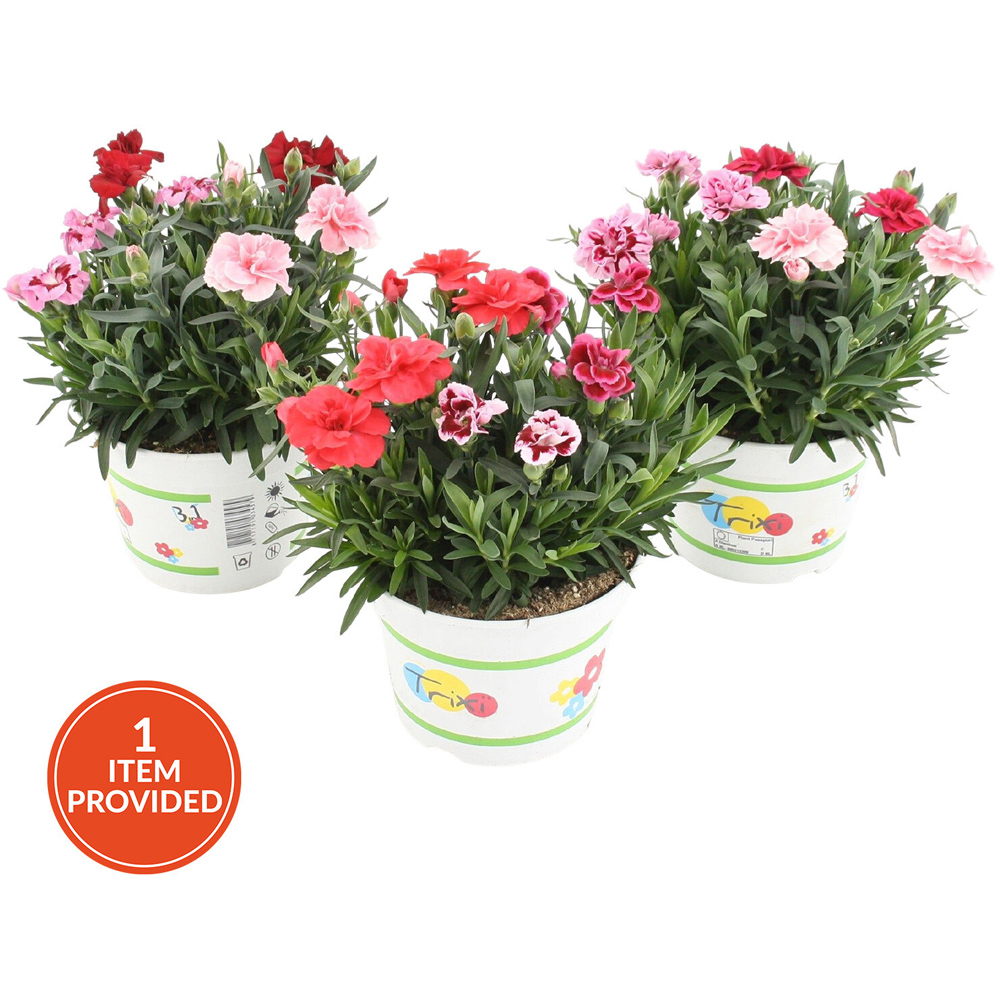 Dianthus Trixi Flamingo Plant Image