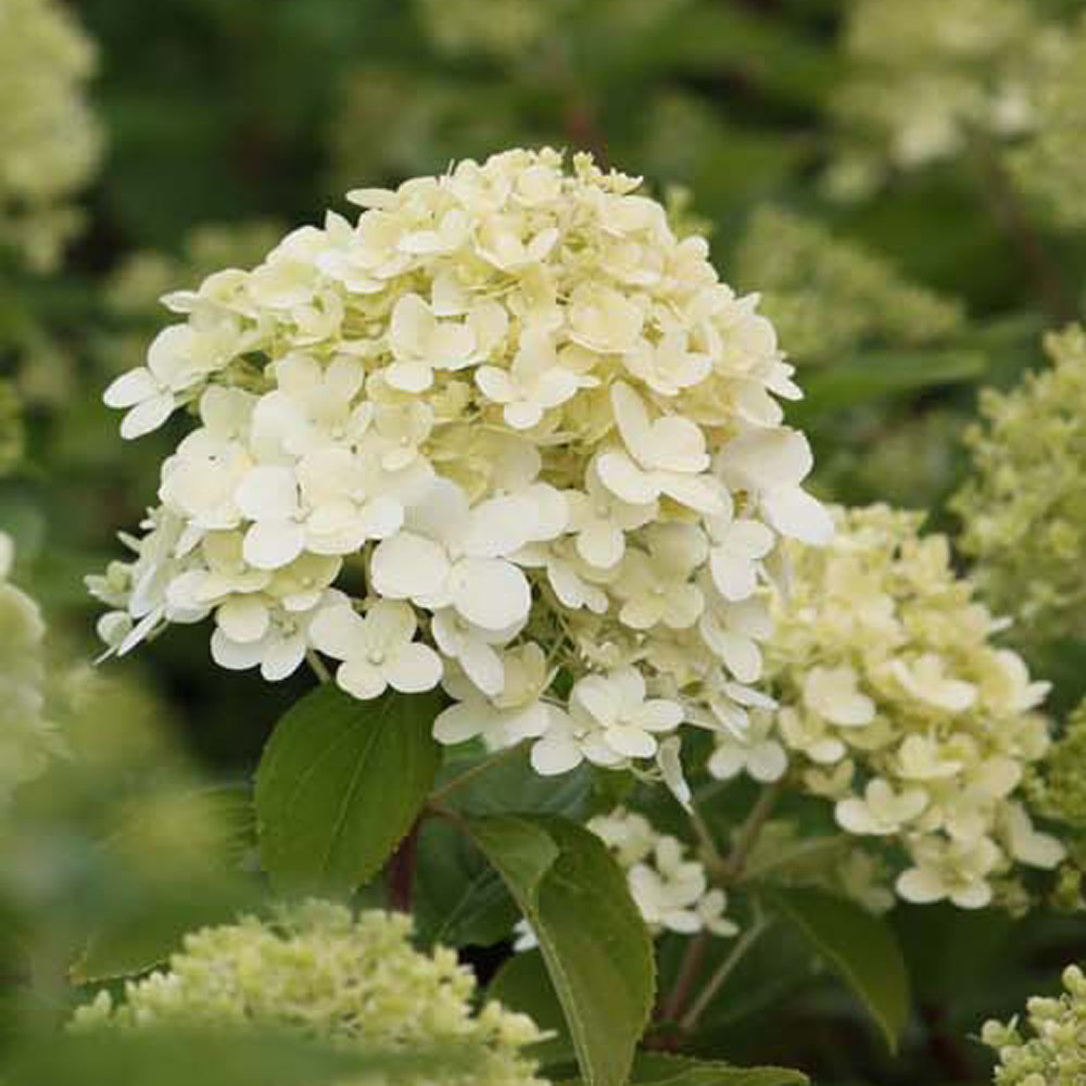 Thompson and Morgan Hydrangea Limelight Potted Plant 9cm Image 1