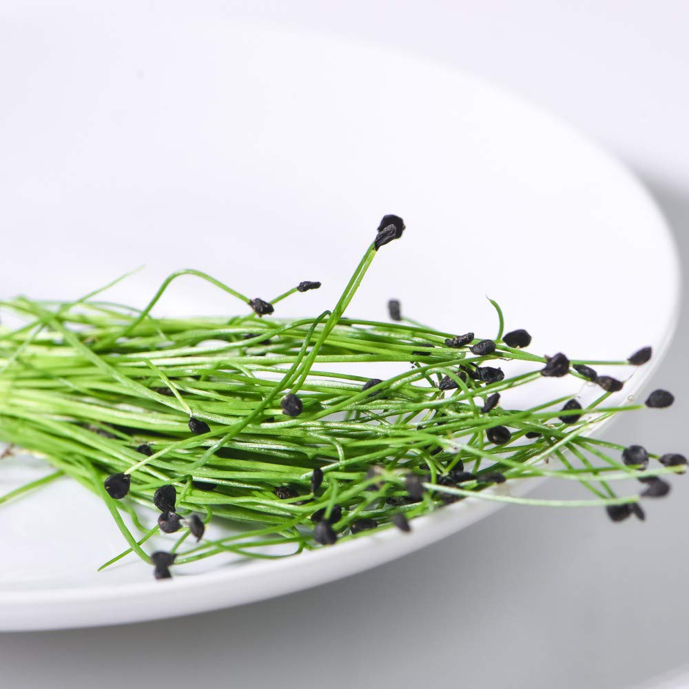 Thompson and Morgan Microgreens Chives Garlic Seeds Image 2