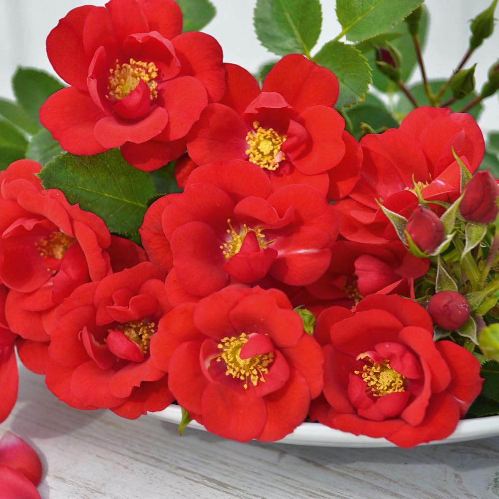 Thompson and Morgan Rose Patio Lots of Kisses Bare Root 2 Pack Image 3