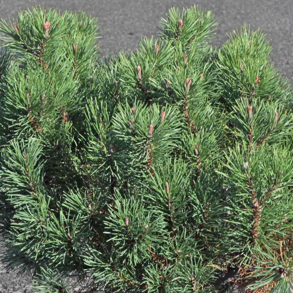 Thompson and Morgan Pinus Mugo Pumilio Creeping Pine Plant Pot 3L Image 3