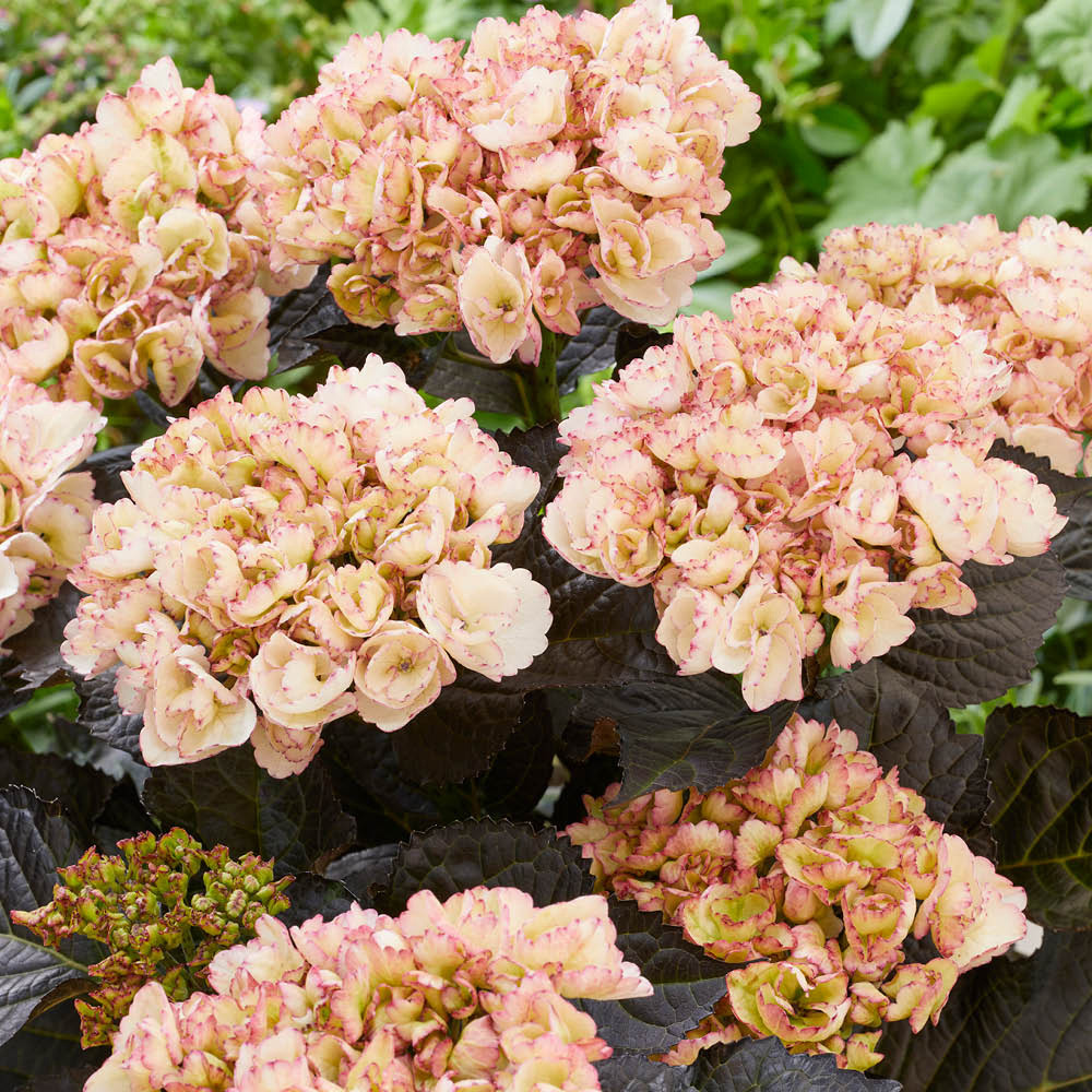 YouGarden Hydrangea Black Diamonds Midnight Pearl Plant in Pot Image 1