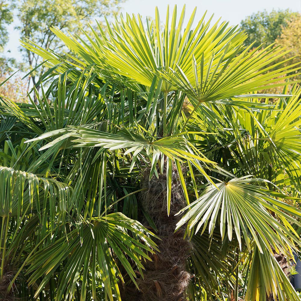 wilko Windmill Palm Plant Pot 14cm Image 2