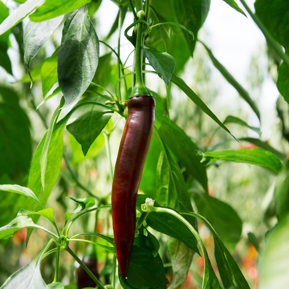 Thompson and Morgan Hot Patio Montezuma Chilli Pepper Plant Pot 9cm Image 2