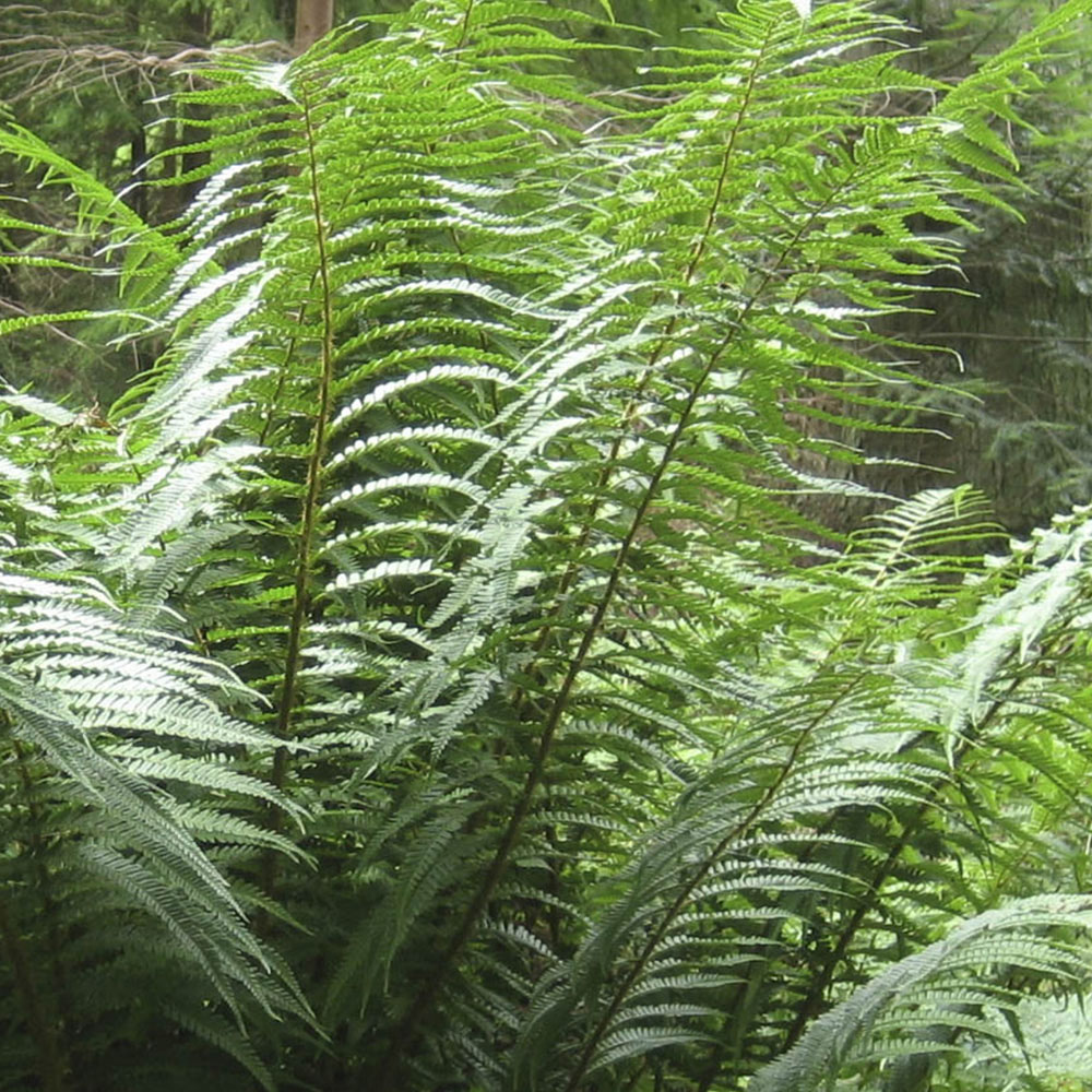 YouGarden Dicksonia Antarctica Fern Tree Pot Image 2