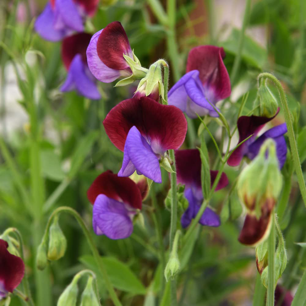 Thompson & Morgan Sweet Pea Matucana Seeds Image 2