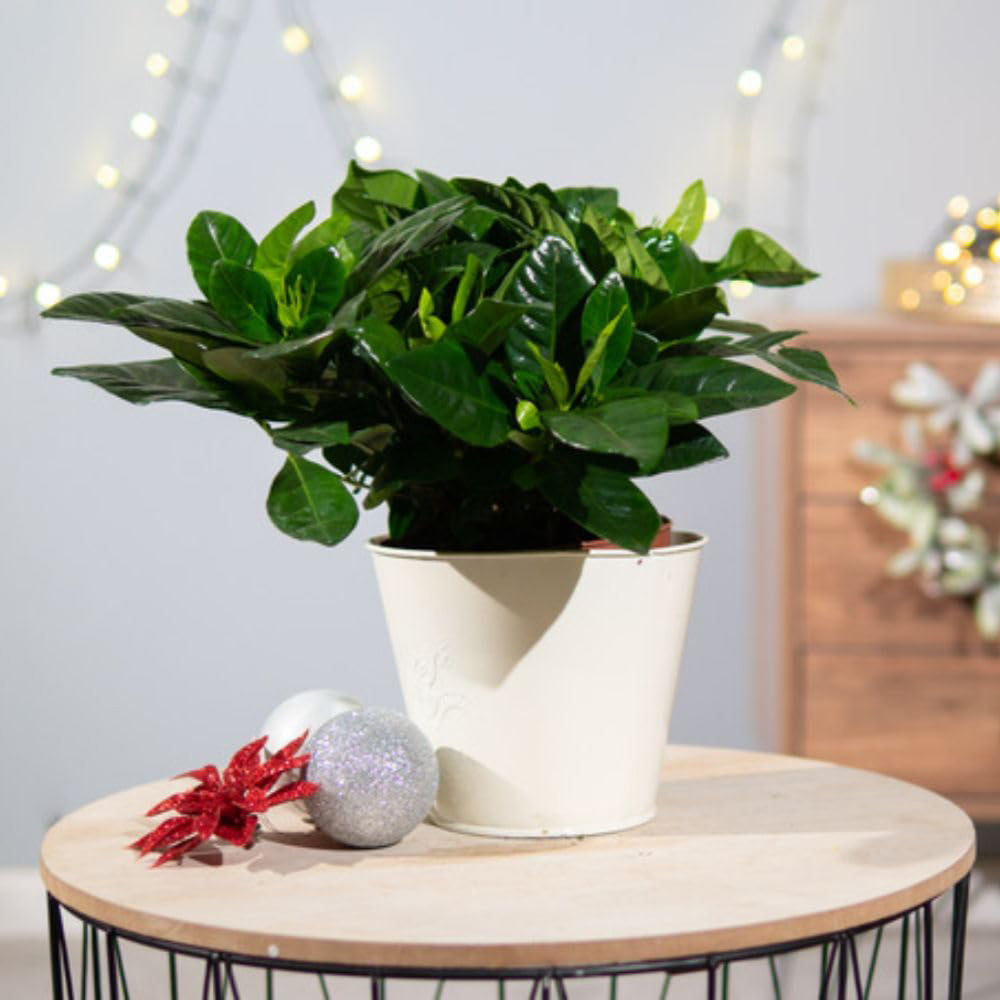 Thompson and Morgan Christmas Gift Gardenia Snowball Plant Pot 13cm Image 6