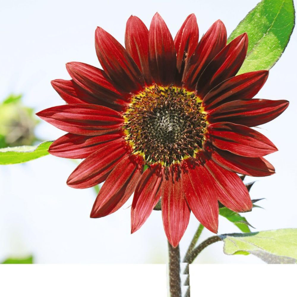 Thompson and Morgan Sunflower Helianthus Annuus Claret F1 Hybrid Seeds Image 2