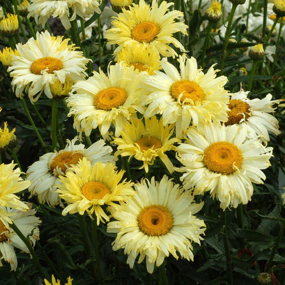 Thompson and Morgan Leucanthemum and Superbum Goldfinch Plant Pot 9cm Image 2