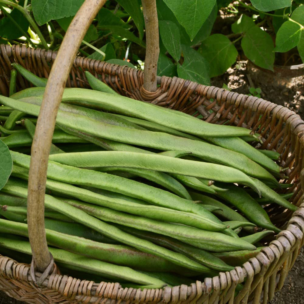 Thompson and Morgan Bean Runner Duo Mixed Multi Sown Garden Ready Plant 15 Pack Image 3