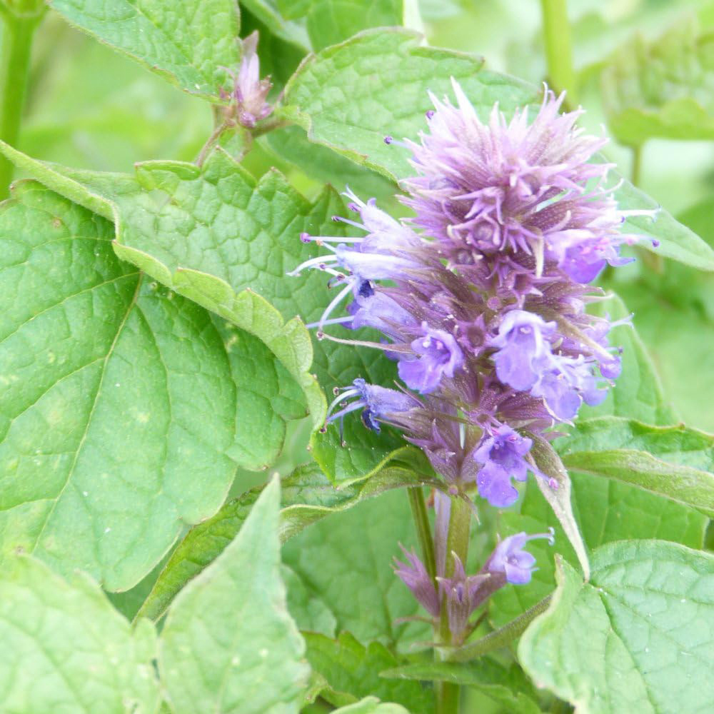 Thompson and Morgan Agastache Rugosa Plant Pot 1L Image