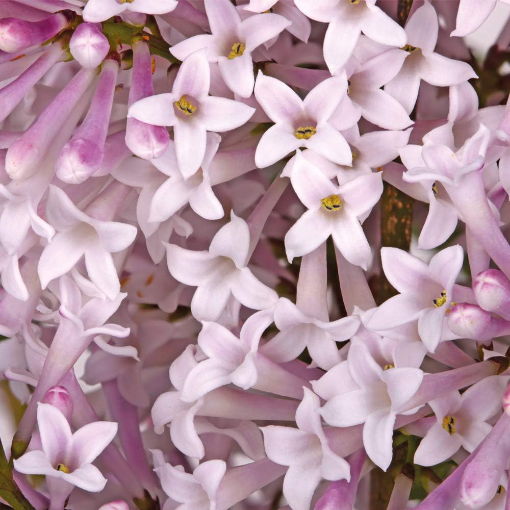 Thompson and Morgan Syringa Trio Collection Potted Plant 9cm 3 Pack Image 4