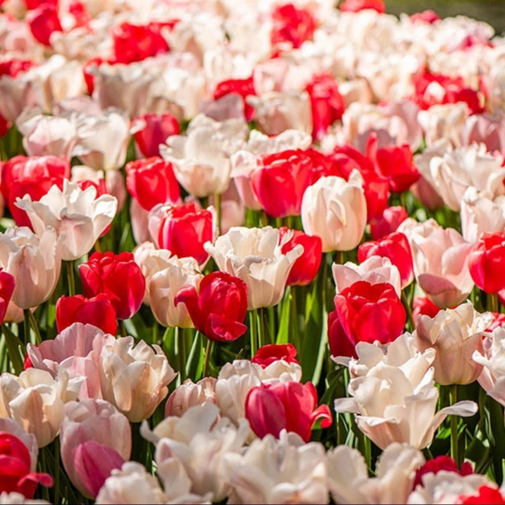 Thompson and Morgan Tulip Strawberries and Cream Collection Planting Bulb 20 Pack Image 3