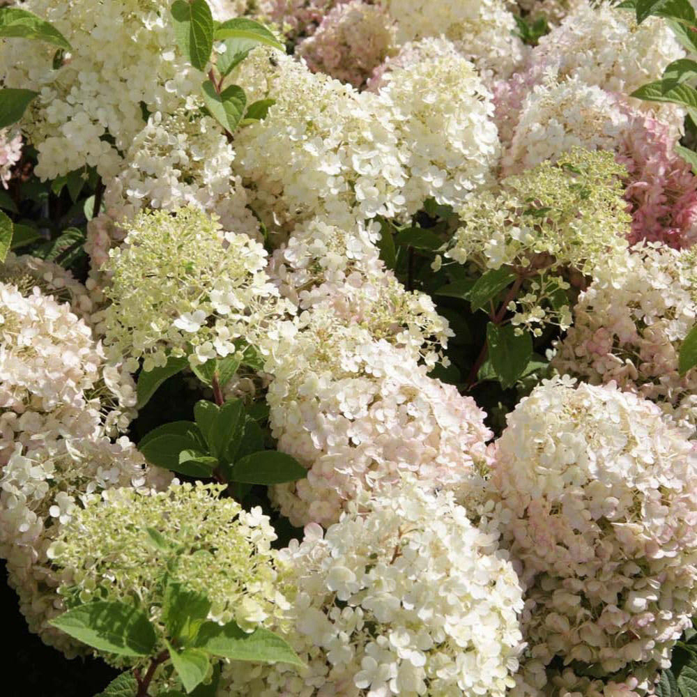 Thompson and Morgan Hydrangea Bobo Plant Pot 25L Image 6