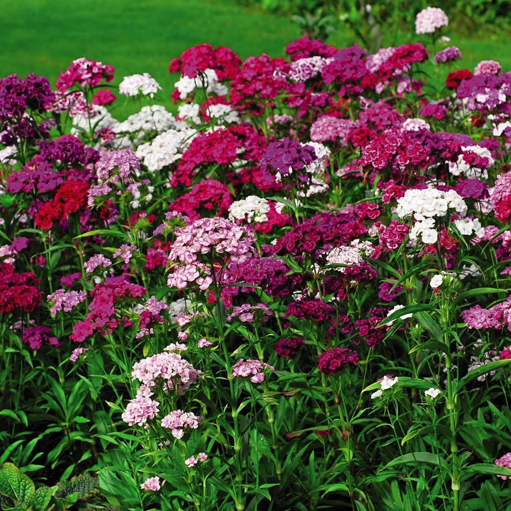 Thompson and Morgan Sweet William Dianthus Sweet Plant Plugs 6 Pack Image 2
