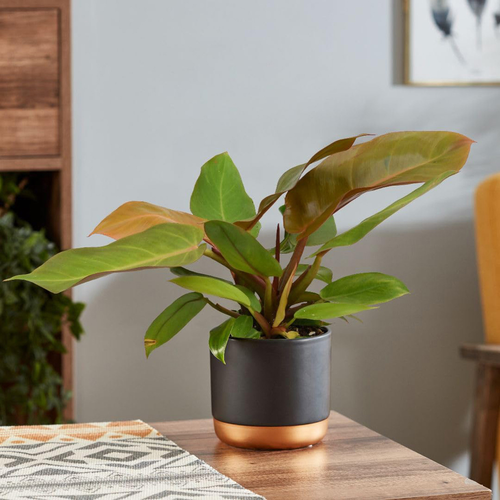 Thompson and Morgan Philodendron Prince of Orange Plant Pot 14cm Image 1