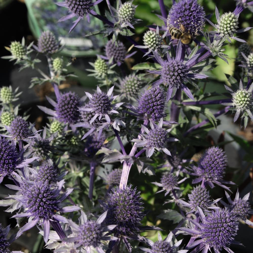 Thompson and Morgan Eryngium Planum Blue Hobbit Plant Pot 9cm 2 Pack Image 4