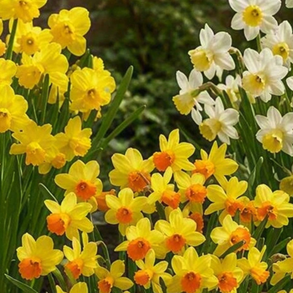 Thompson and Morgan Daffodil Container Collection Planting Bulb 48 Pack Image 1
