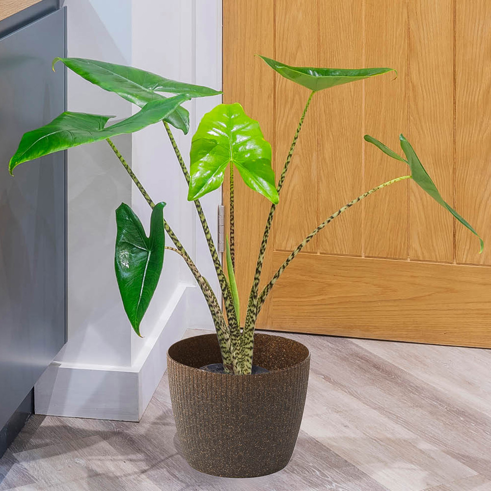 YouGarden Zebra Plant with Espresso Pot Cover Image 1