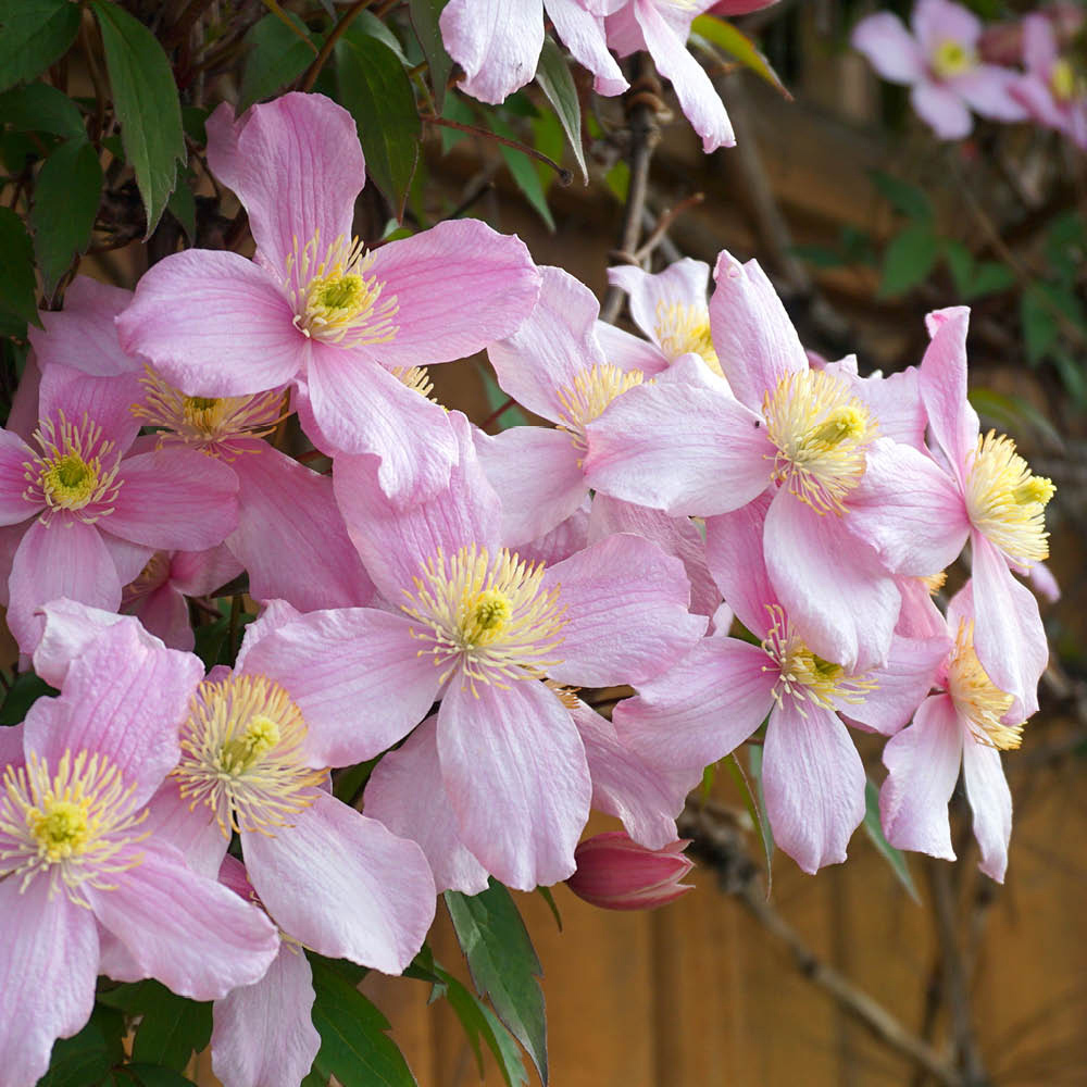 YouGarden Clematis Montana Collection Plant Pot 7-9cm 3 Pack Image 2