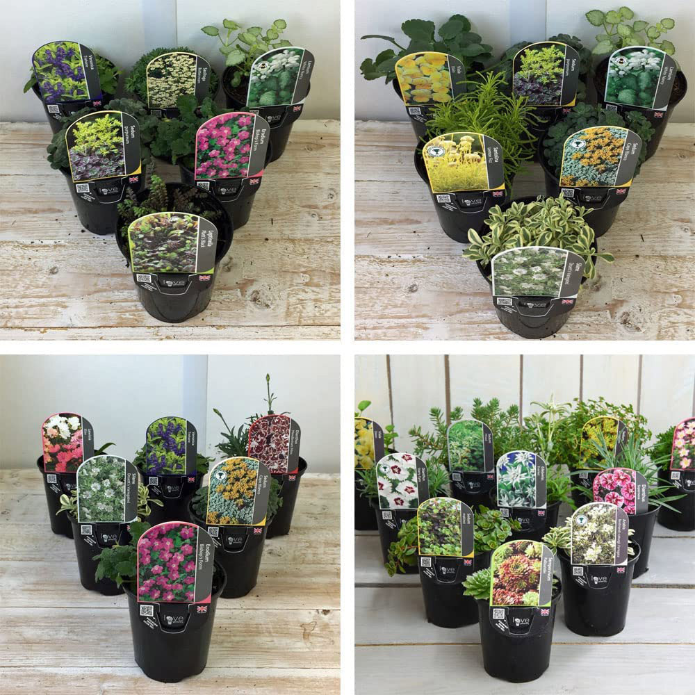Thompson and Morgan Nurserymans Choice Alpine Plant Pot 9cm 3 Pack Image 2