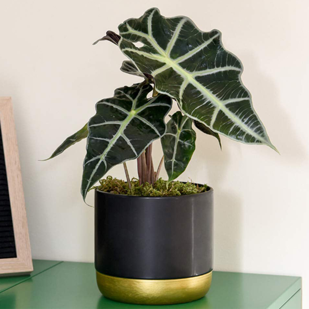 Thompson & Morgan Alocasia Amazonica Elephant Ear Plant Potted Plant 12cm Image 1