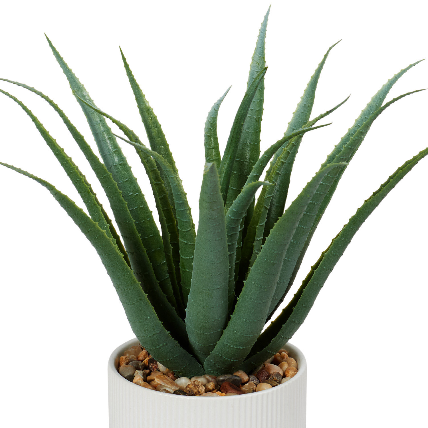 Aloe in White Pot - Green Image 2