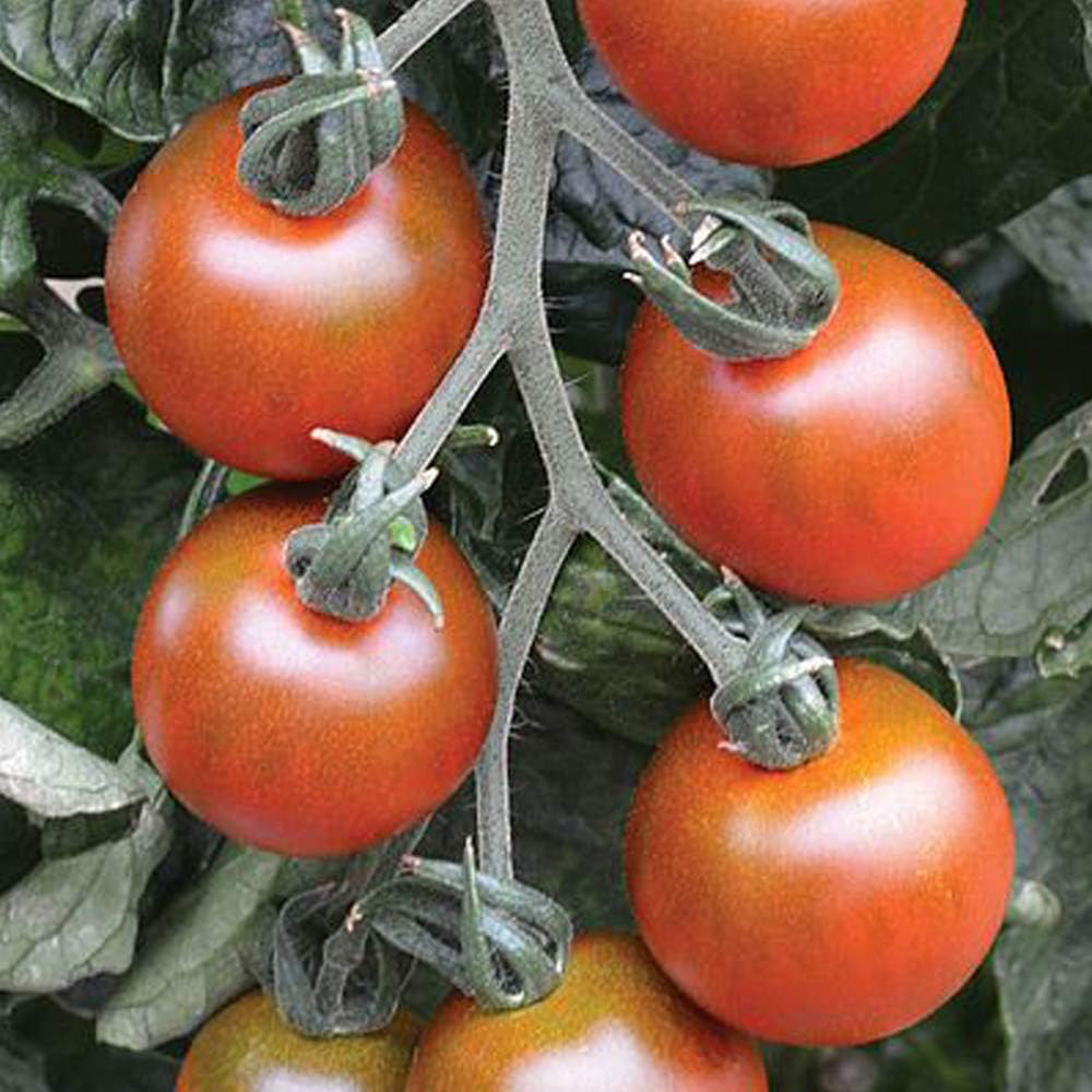 Thompson & Morgan Tomato Ruby Falls 6 Seeds Packet Image 1