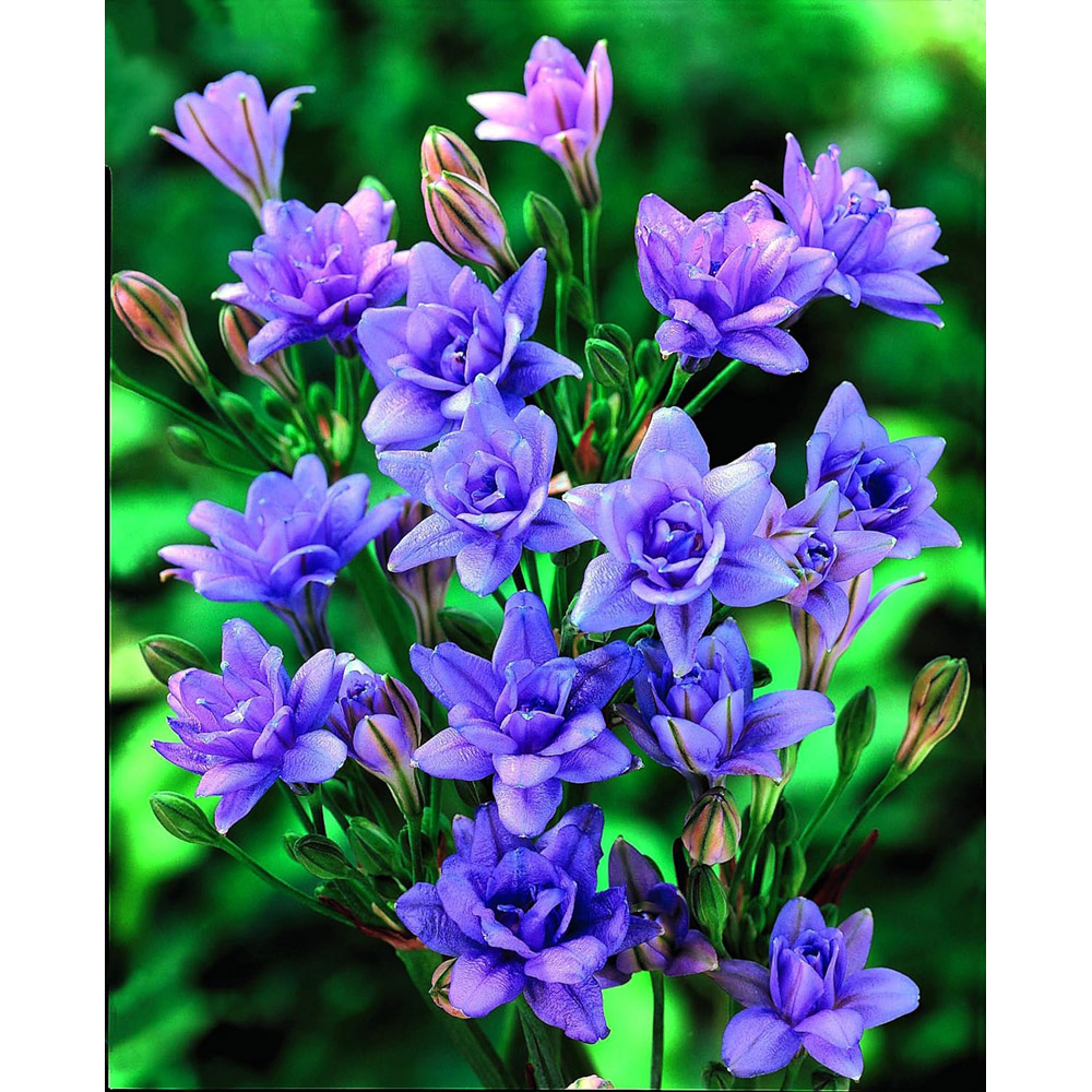 Thompson & Morgan Crazy Colour Collection Planting Bulb 50 Pack Image 4